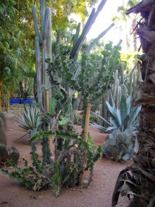 cactus - jardin Majorelle - Marrakech